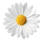 daisy flower